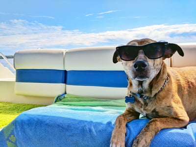 🐶 50 % de réduction 🐱 Tapis rafraîchissant d'été pour animaux de compagnie avec gel rafraîchissant non toxique