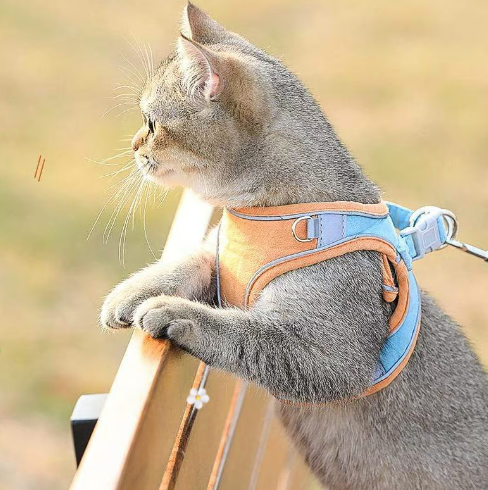 🐾 50% DE RÉDUCTION 🦺 Harnais réfléchissant une pièce – Respirant, rembourré & sécurisé – Pour chiens & chats – fermeture facile, ajustement confortable – idéal pour les promenades nocturnes 🌙